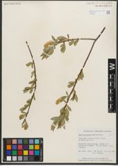 Foto von Salix serissima (L. H. Bailey) Fern.